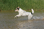 running Parson Russell Terrier in the water