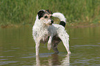 Parson Russell Terrier in the water