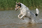 running Parson Russell Terrier in the water