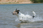 running Parson Russell Terrier in the water