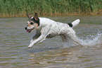 running Parson Russell Terrier in the water