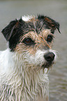 Parson Russell Terrier Portrait