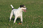 Parson Russell Terrier in the meadow