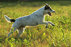 running Parson Russell Terrier in backlight