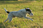 playing Parson Russell Terrier