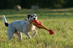 playing Parson Russell Terrier