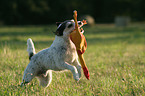 playing Parson Russell Terrier