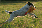 playing Parson Russell Terrier