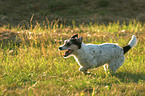 running Parson Russell Terrier