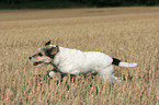 running Parson Russell Terrier at stubblefield