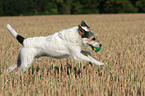 playing Parson Russell Terrier at stubblefield