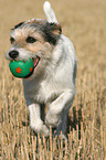 playing Parson Russell Terrier at stubblefield