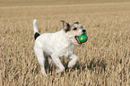 playing Parson Russell Terrier at stubblefield