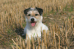 lying Parson Russell Terrier at stubblefield