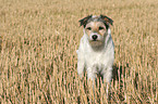 standing Parson Russell Terrier at stubblefield