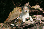 lying Parson Russell Terrier on a tree root