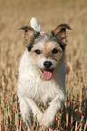 running Parson Russell Terrier at stubblefield