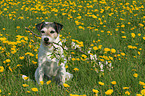 Parson Russell Terrier sits in dandelion