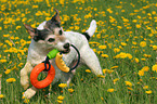 Parson Russell Terrier plays in dandelion