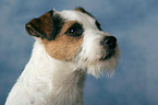 Parson Russell Terrier Portrait