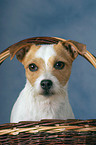 Parson Russell Terrier Portrait