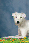 lying Parson Russell Terrier