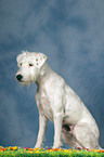 sitting Parson Russell Terrier