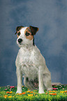 sitting Parson Russell Terrier