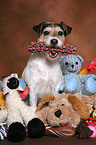 Parson Russell Terrier with toys