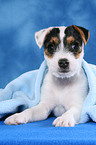 Parson Russell Terrier Puppy under a blanket