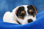 sleeping Parson Russell Terrier Puppy