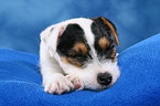 sleeping Parson Russell Terrier Puppy