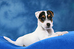 lying Parson Russell Terrier Puppy