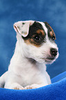 lying Parson Russell Terrier Puppy