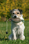 retrieving Parson Russell Terrier