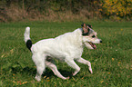 running Parson Russell Terrier