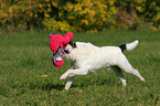 playing Parson Russell Terrier