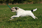 playing Parson Russell Terrier