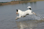 running Parson Russell Terrier