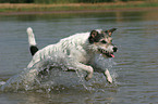 running Parson Russell Terrier in the water