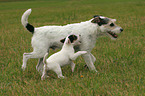 Parson Russell Terrier plays with puppy