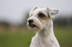 Parson Russell Terrier Portrait