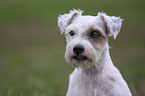 Parson Russell Terrier Portrait