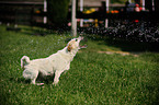 playing Parson Russell Terrier