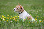 Parson Russell Terrier