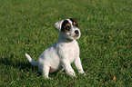 sitting Parson Russell Terrier Puppy