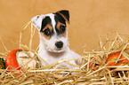 Parson Russell Terrier Puppy in straw