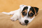 lying Parson Russell Terrier Puppy