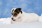 lying Parson Russell Terrier Puppy