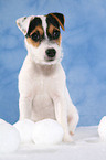 sitting Parson Russell Terrier Puppy